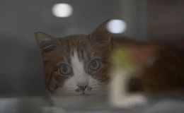 Umut Kedi, Tren Kazası Sonucu Bacaklarını Kaybetti