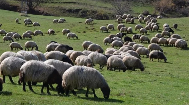 100 bin lira maaşla çoban bulunamıyor