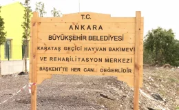 Sokak Hayvanlarının Uyutulmasına Tepki