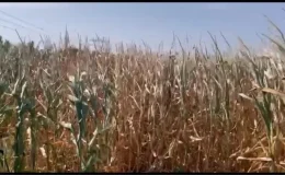 Çukurova’da DSİ’nin sorumluluğundaki sulama sistemleri çalışmıyor