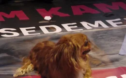 (İZMİR) – Sokak hayvanlarıyla ilgili yasa teklifine karşı İzmir’de başlatılan protestoların üçüncü gününde hayvanseverler oturma eylemi yaptı